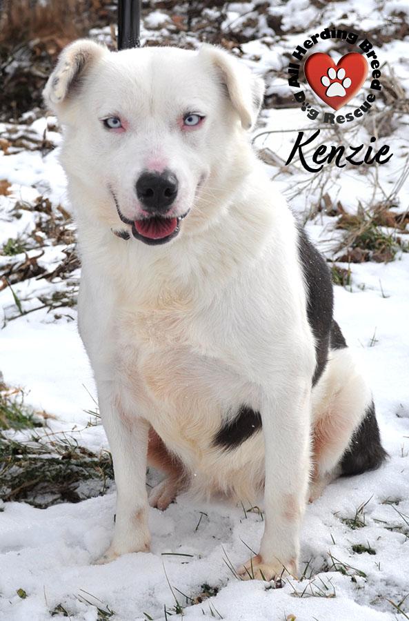 Enlarge Kenzie, a ADOPTABLE mixed breed in Joliet, IL image 2/5