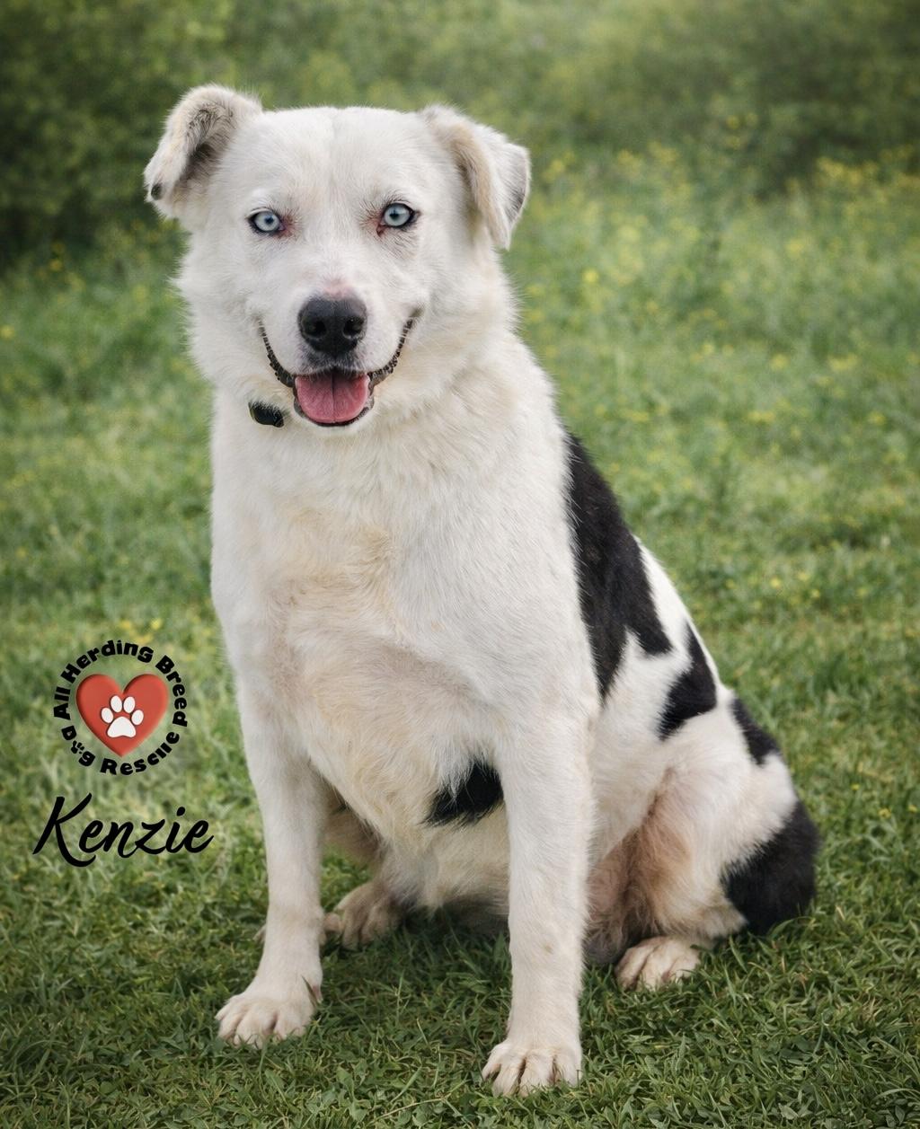 Kenzie, a ADOPTABLE mixed breed in Joliet, IL image 2/4