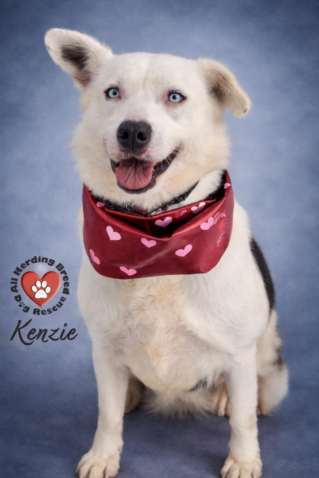 Kenzie, a ADOPTABLE mixed breed in Joliet, IL image 1/4