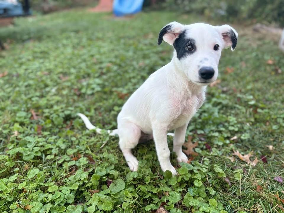 Enlarge Nimbus, a Adoptable mixed breed in Berlin, NJ image 2/3