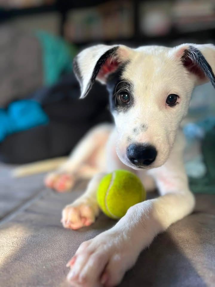Enlarge Nimbus, a Adoptable mixed breed in Berlin, NJ image 3/3