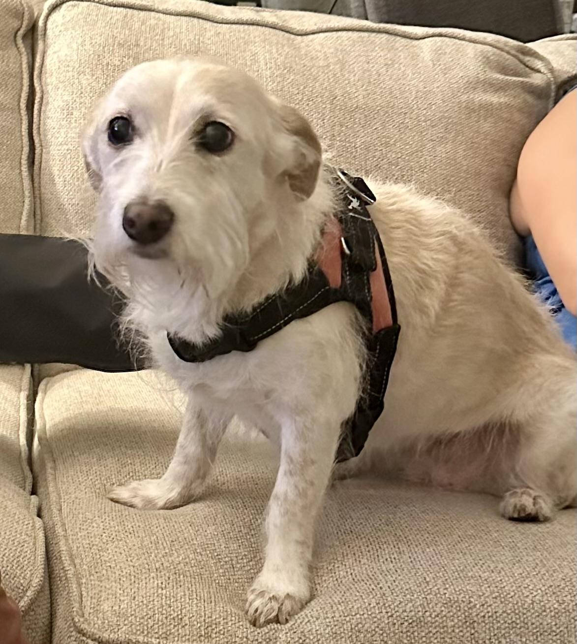 TINK, Adoptable, Senior Female Cairn Terrier.