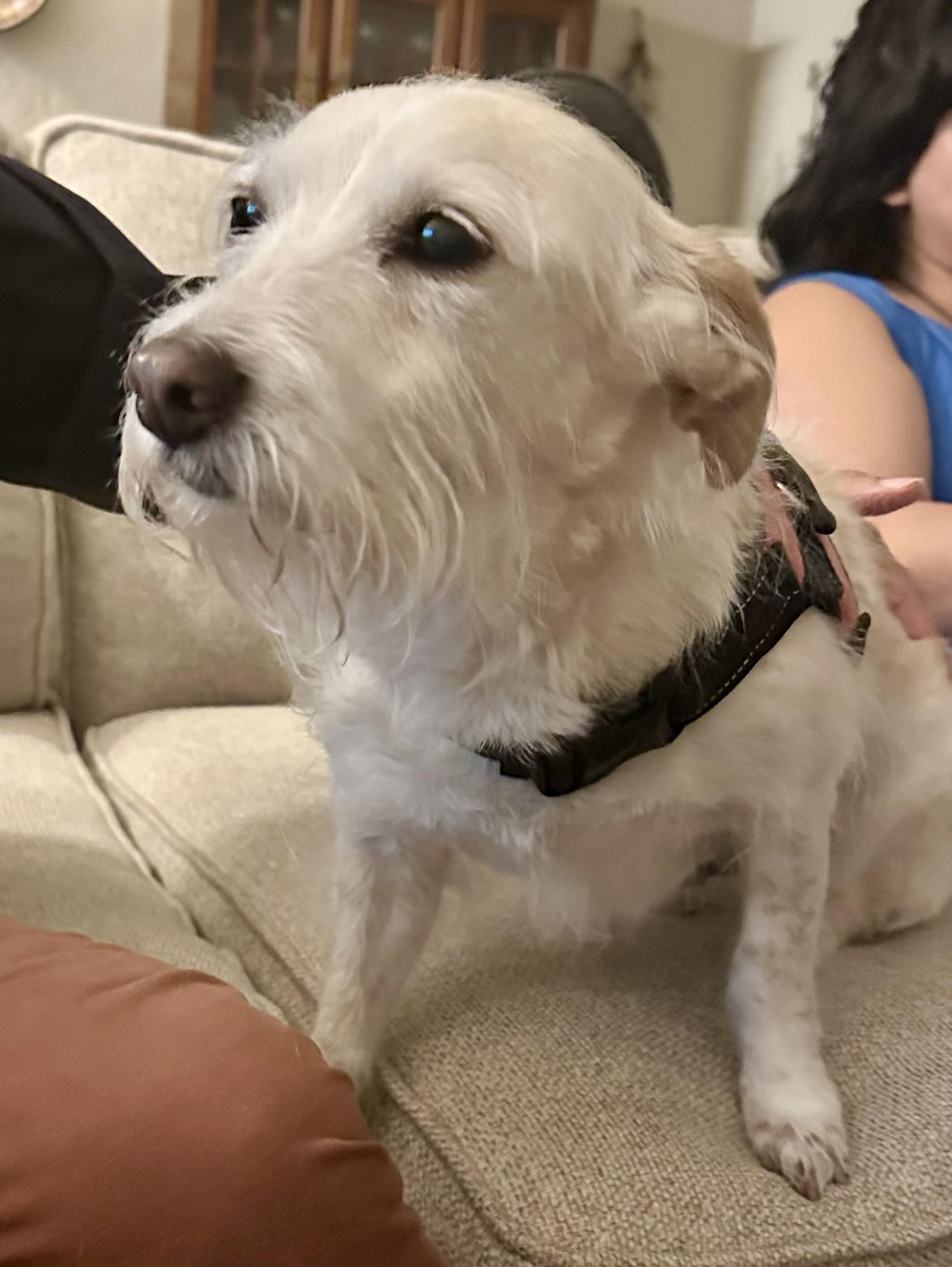 TINK, a Adoptable Cairn Terrier in El Segundo, CA image 2/3