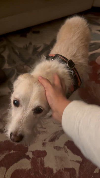 Enlarge TINK, a Adoptable Cairn Terrier in El Segundo, CA video 3/3