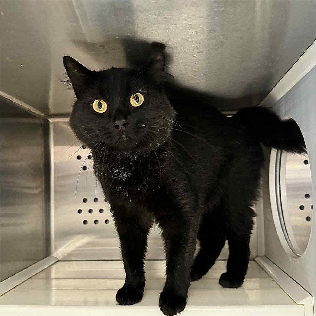 Brownie, Adoptable, Adult Male Domestic Medium Hair.