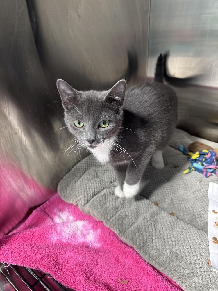 Tetra, Adoptable, Kitten Male Domestic Short Hair.