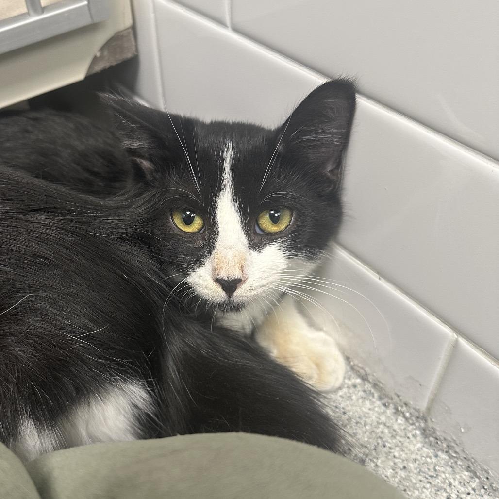 Lance, Adoptable, Kitten Male Domestic Short Hair.