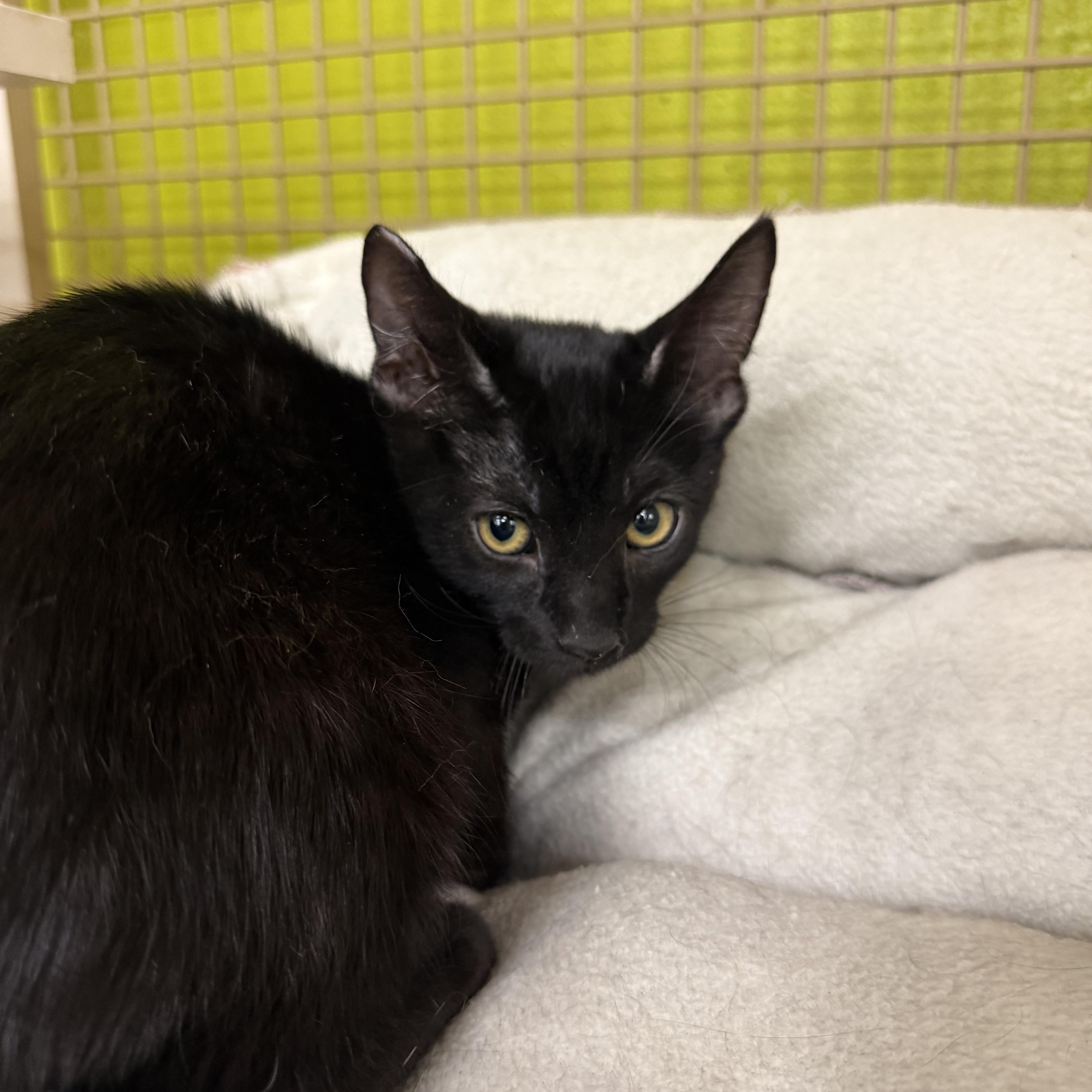 Bean Bag, an adoptable Burmese in Las Vegas, NV, 89101 | Photo Image 1