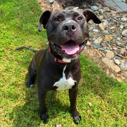 Enlarge Sputnik (Larry), a Adoptable mixed breed in Gastonia, NC image 1/1