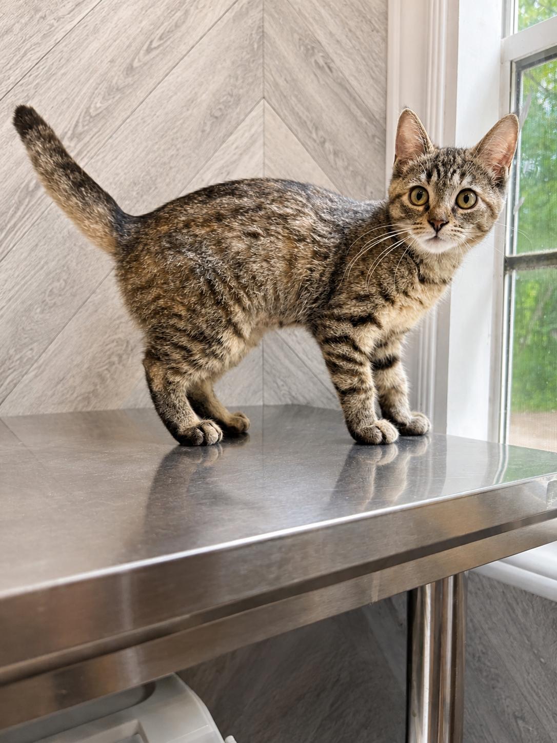 Enlarge SALEM 2, an adopted Domestic Short Hair in Tillsonburg, ON image 1/3