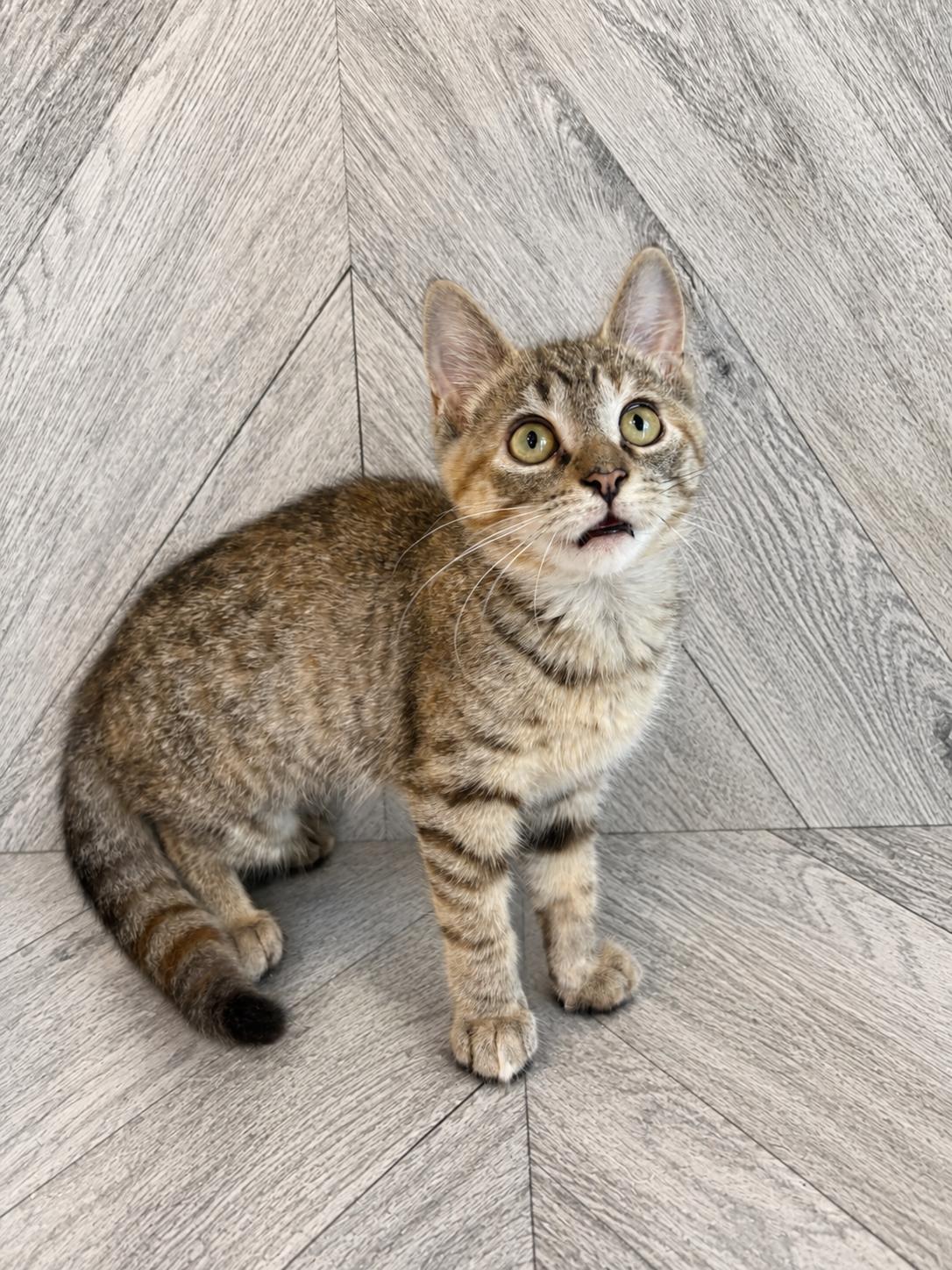 Enlarge SALEM 2, an adopted Domestic Short Hair in Tillsonburg, ON image 2/3