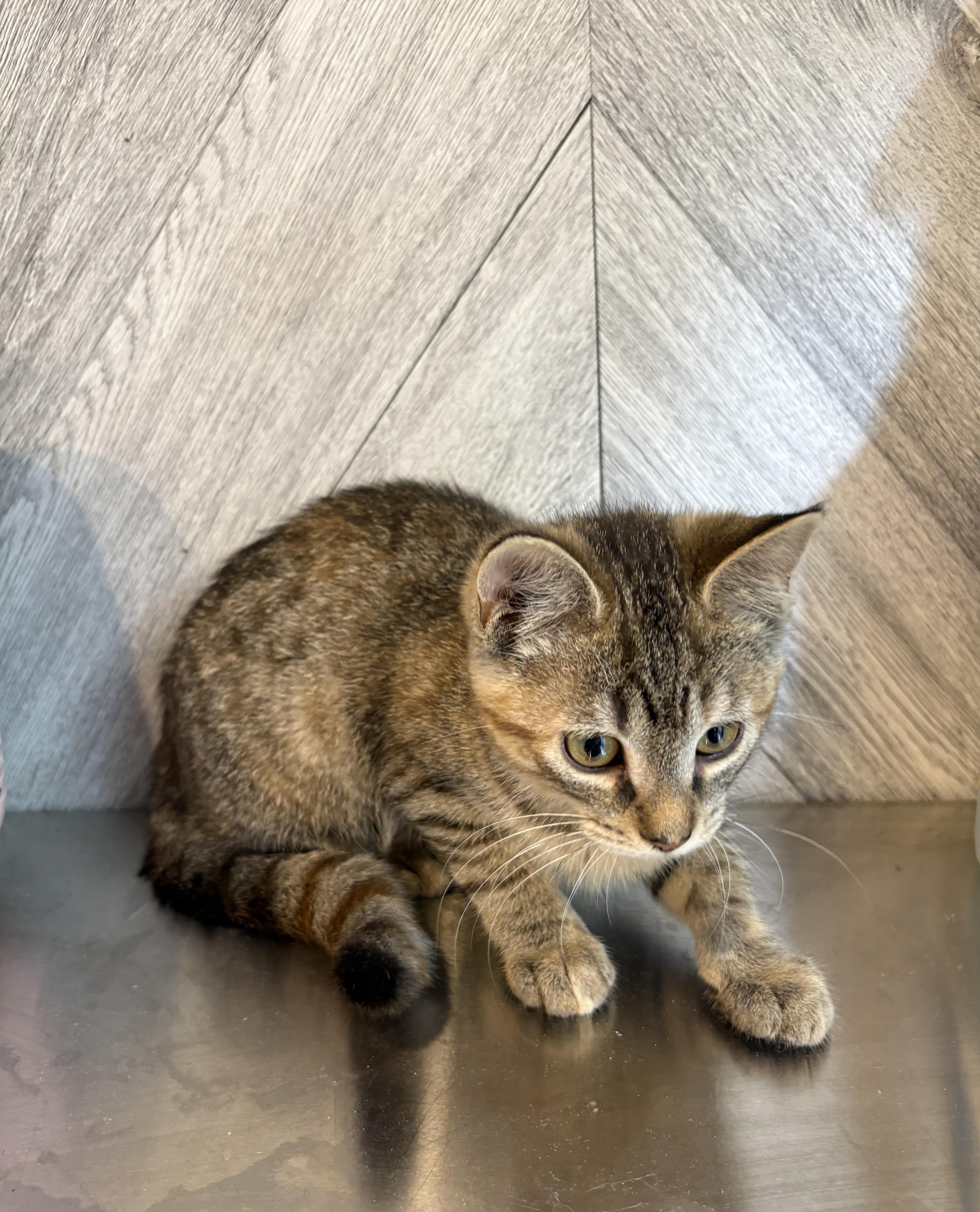 Enlarge SALEM 2, an adopted Domestic Short Hair in Tillsonburg, ON image 3/3
