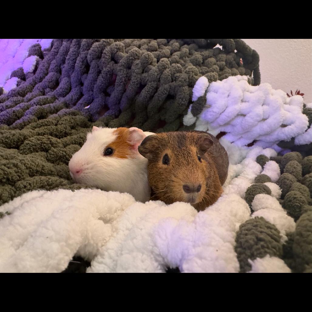 Enlarge Essex, a Adoptable Guinea Pig in Las Vegas, NV image 2/4