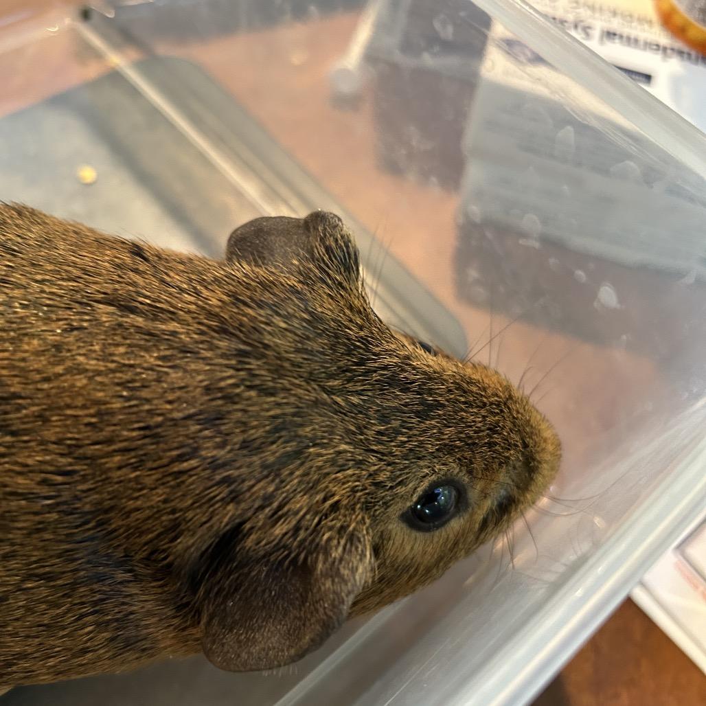 Enlarge Essex, a Adoptable Guinea Pig in Las Vegas, NV image 3/4