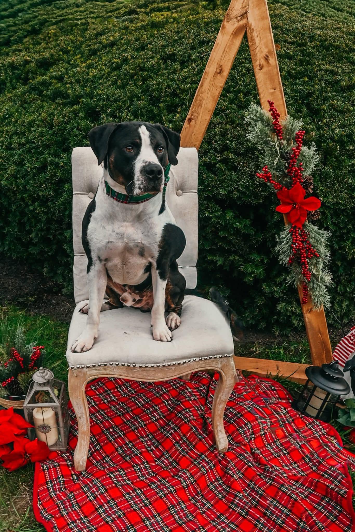 Pi, a ADOPTABLE mixed breed in Sharon, CT image 3/4