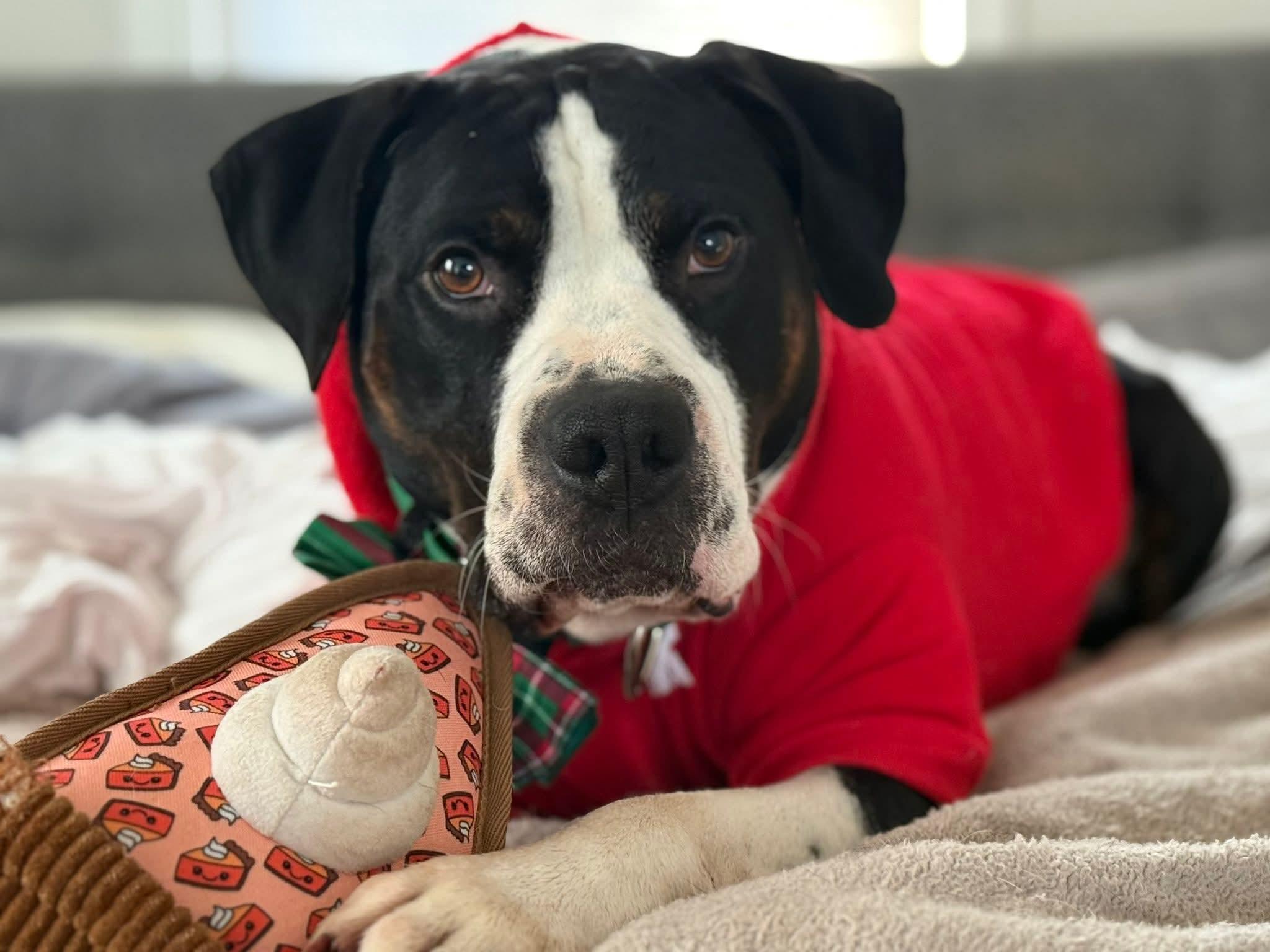 Pi, a ADOPTABLE mixed breed in Sharon, CT image 1/4