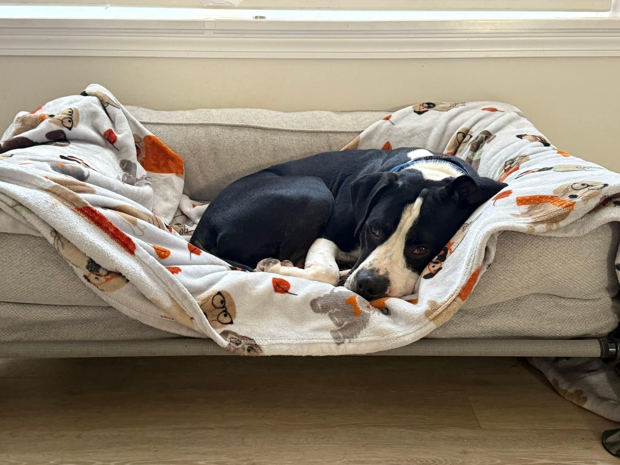 Pi, a ADOPTABLE mixed breed in Sharon, CT image 4/4