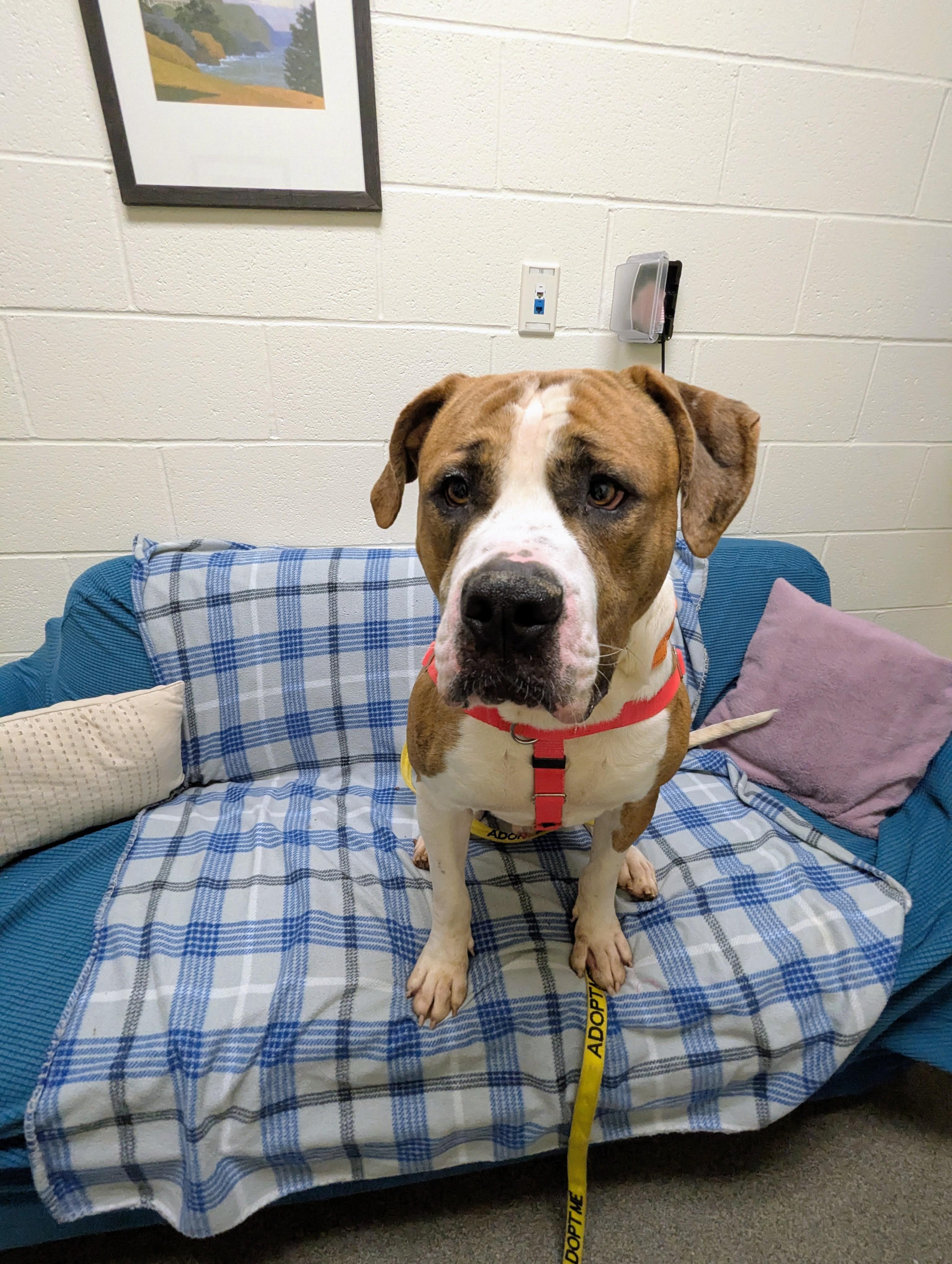 Walter, a Adoptable mixed breed in Stratford, CT image 3/4