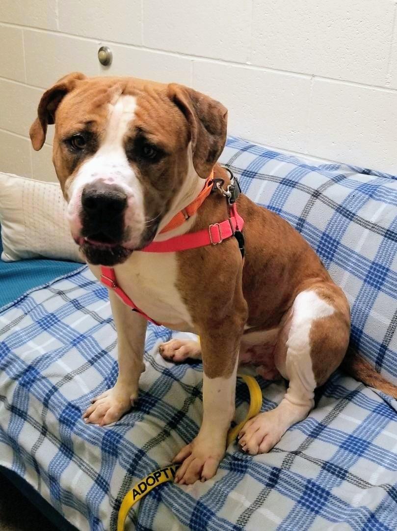 Walter, a Adoptable mixed breed in Stratford, CT image 4/4