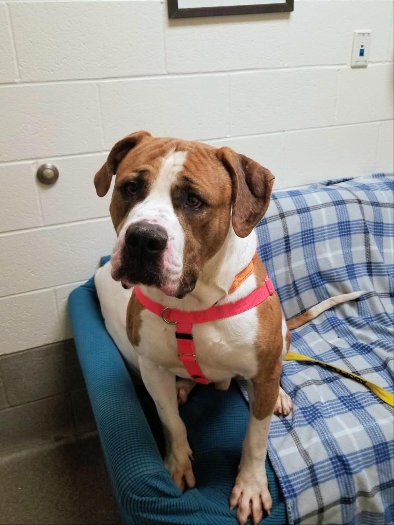 Walter, a Adoptable mixed breed in Stratford, CT image 2/4