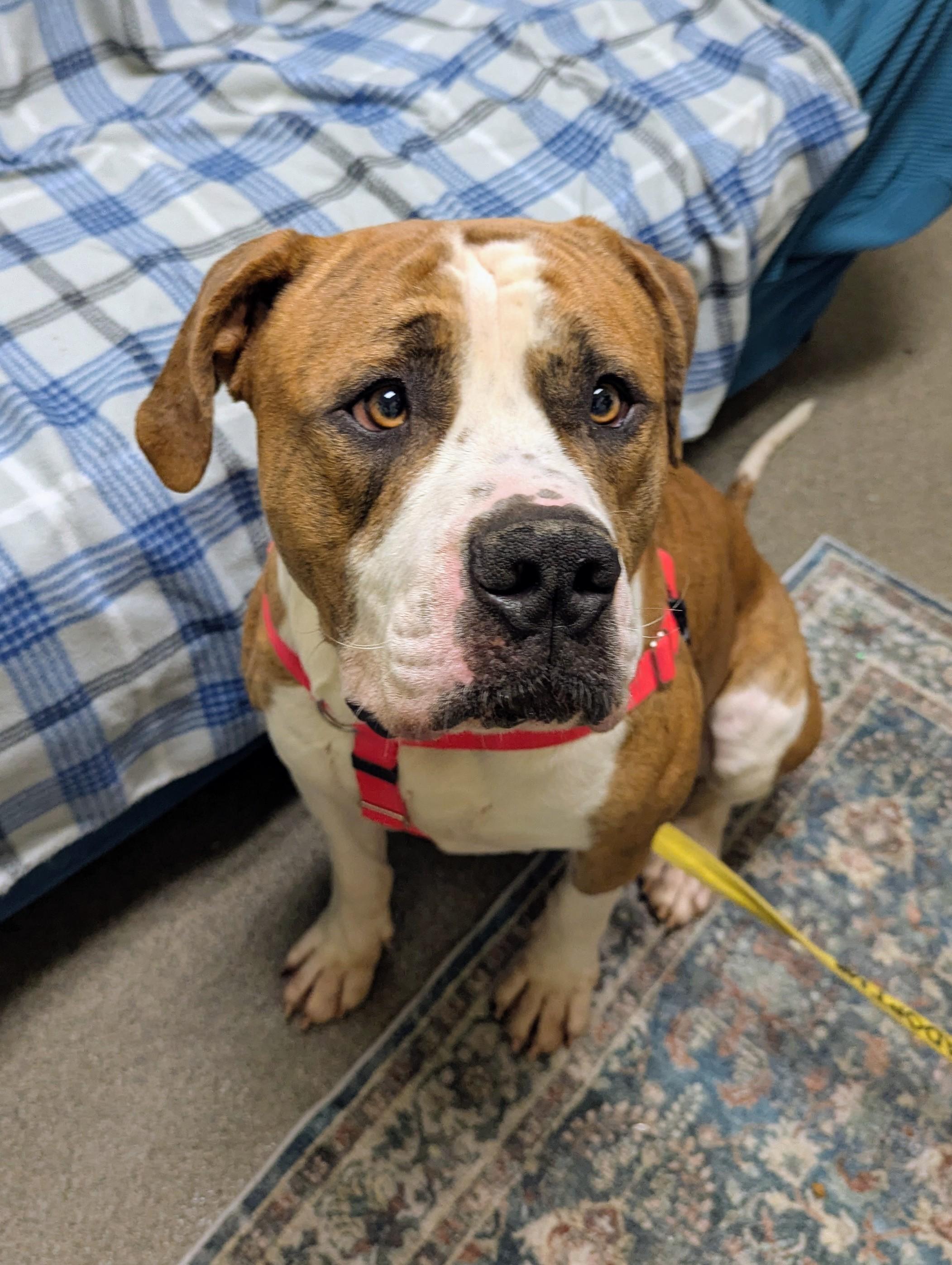 Walter, a Adoptable mixed breed in Stratford, CT image 1/4
