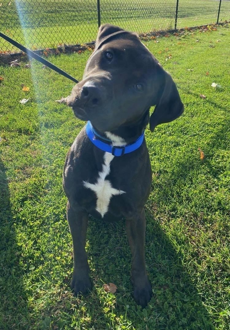 Moose, a Adoptable mixed breed in Lacon, IL image 3/6