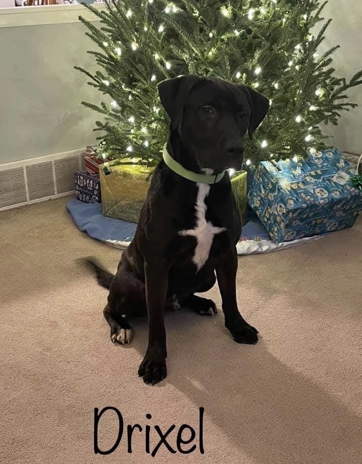 Moose, Adoptable, Adult Male Black Labrador Retriever.