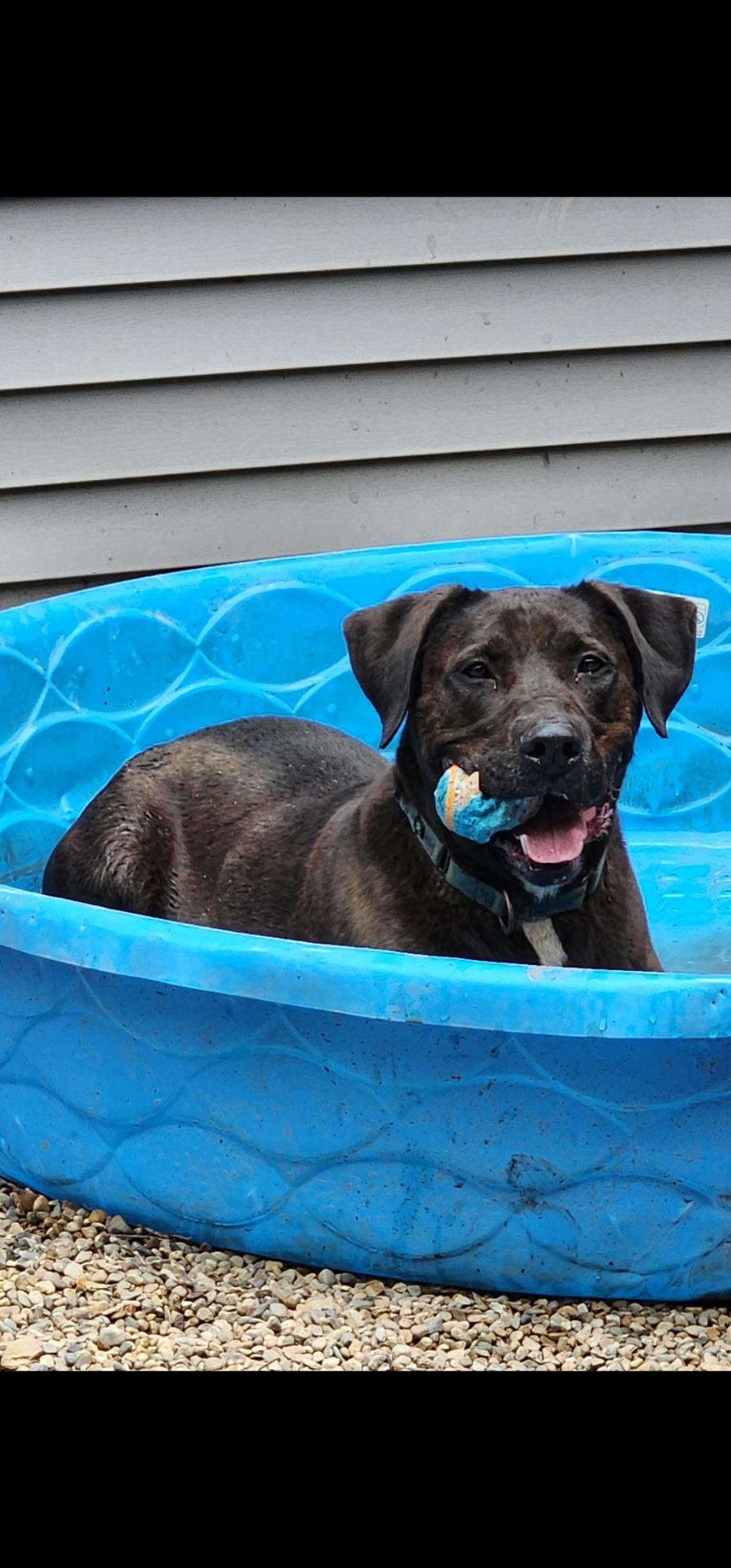 Moose, Adoptable, Adult Male Black Labrador Retriever.