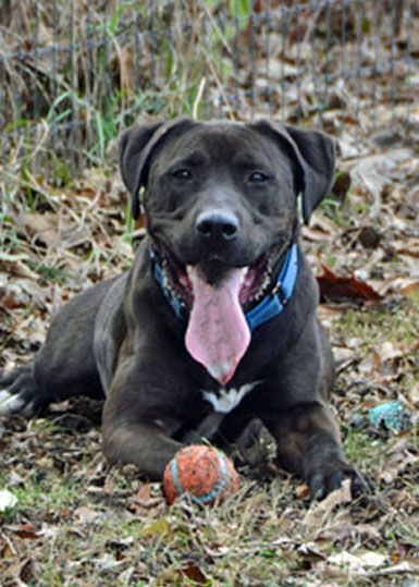 Moose, a Adoptable mixed breed in Lacon, IL image 4/6