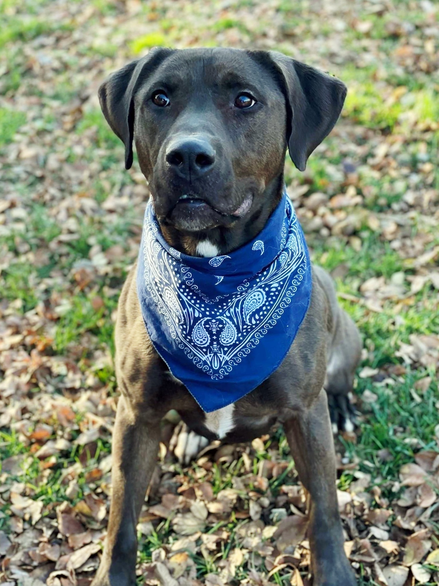 Moose, a Adoptable mixed breed in Lacon, IL image 2/6