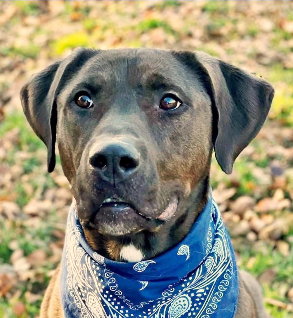 Moose, Adoptable, Adult Male Black Labrador Retriever.