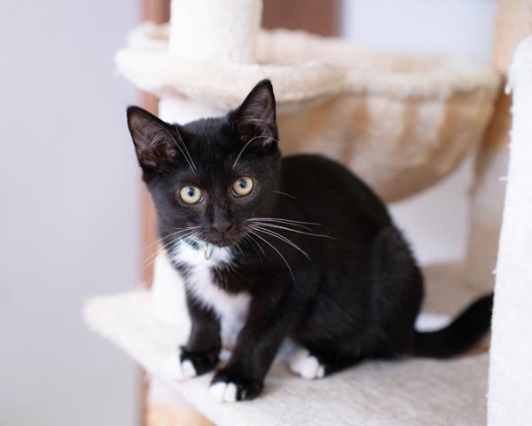 Enlarge Casen, a Adoptable mixed breed in Vallejo, CA image 1/1