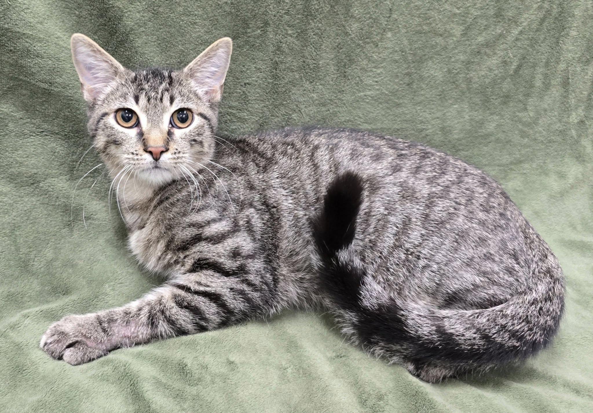 Enlarge Scouts, a Adoptable mixed breed in Frankfort, IN image 1/4