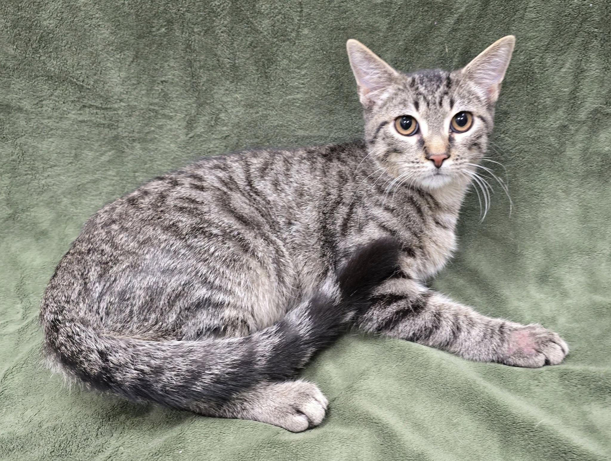 Enlarge Scouts, a Adoptable mixed breed in Frankfort, IN image 3/4