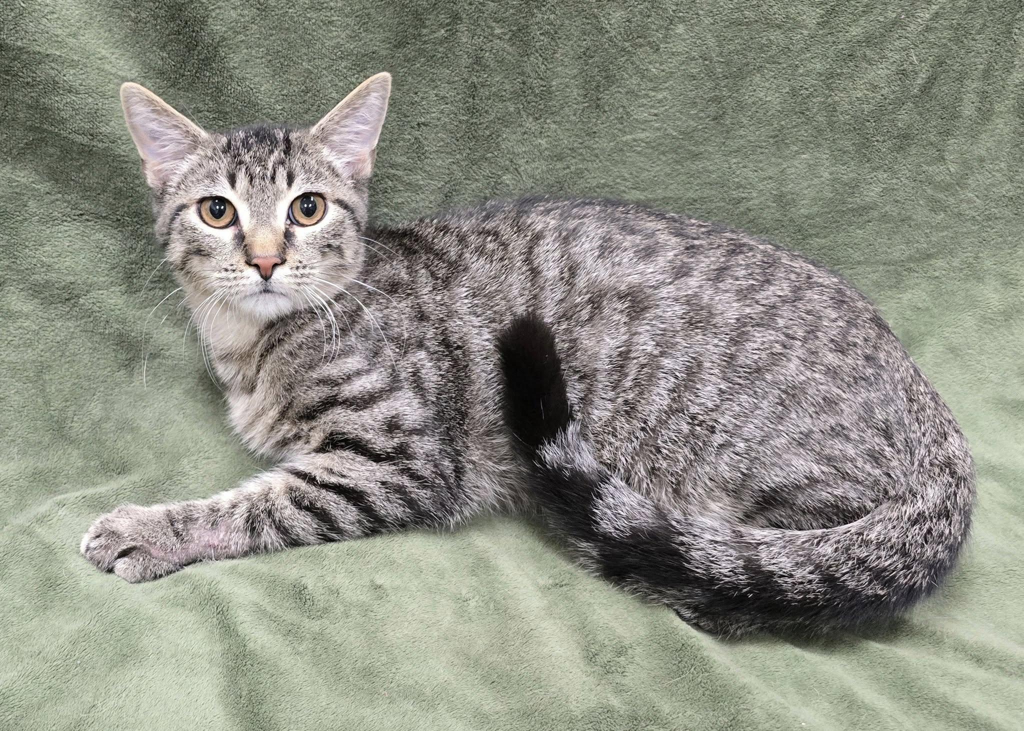 Enlarge Scouts, a Adoptable mixed breed in Frankfort, IN image 4/4