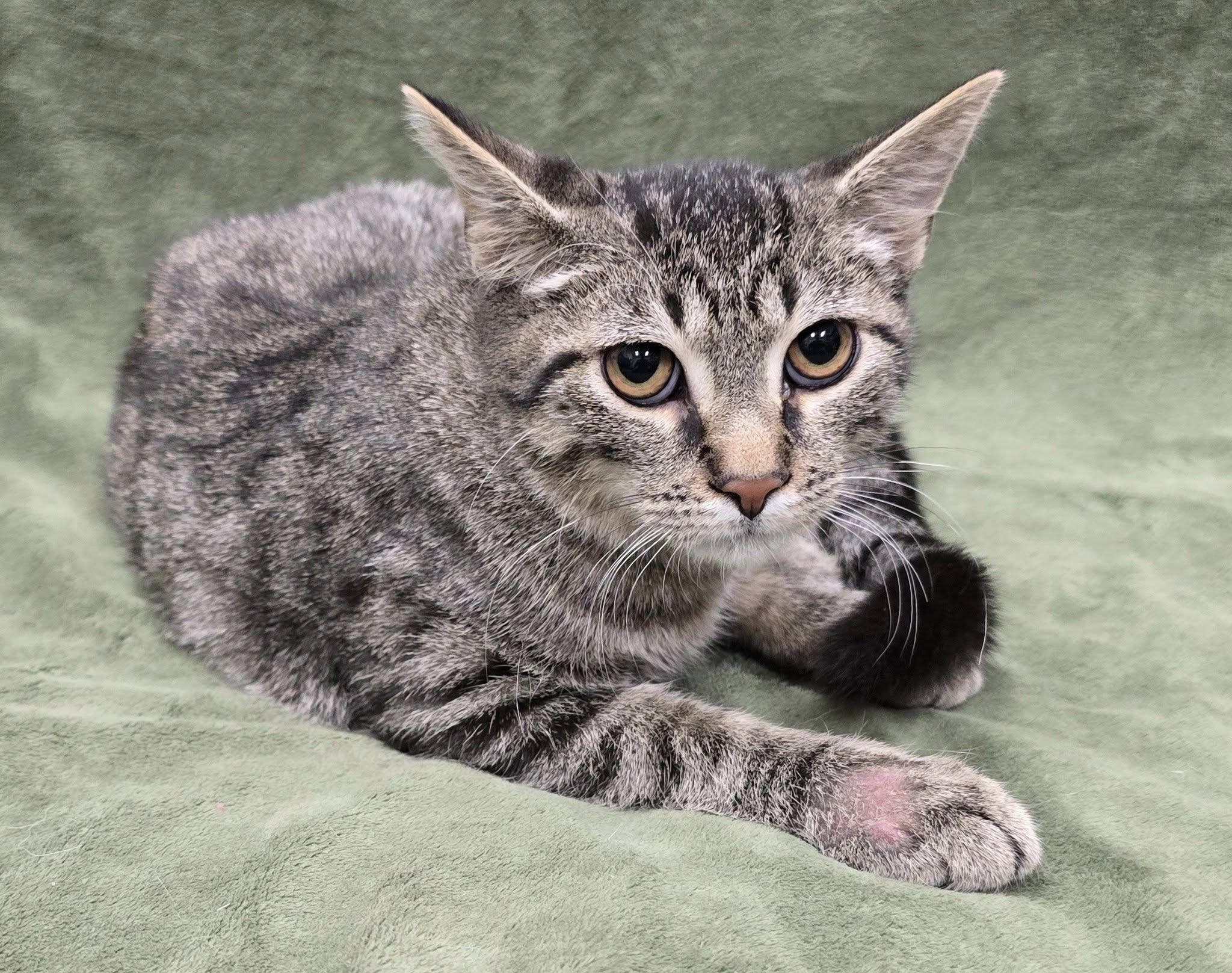 Enlarge Scouts, a Adoptable mixed breed in Frankfort, IN image 2/4