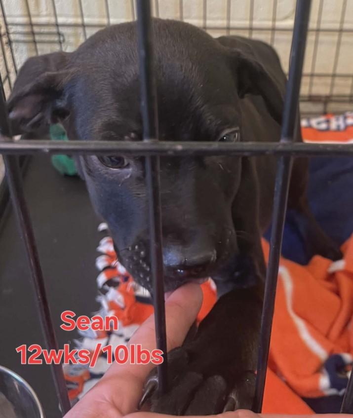 Oscar, a Adoptable mixed breed in Sheboygan, WI image 3/3