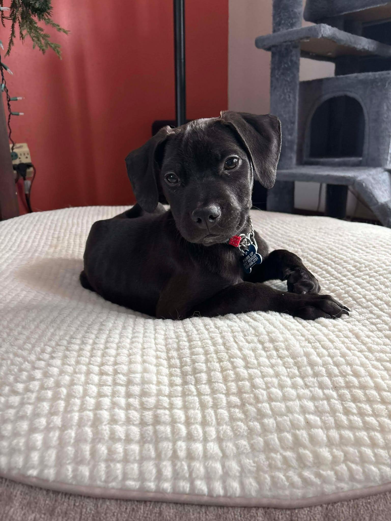 Oscar, a Adoptable mixed breed in Sheboygan, WI image 2/3