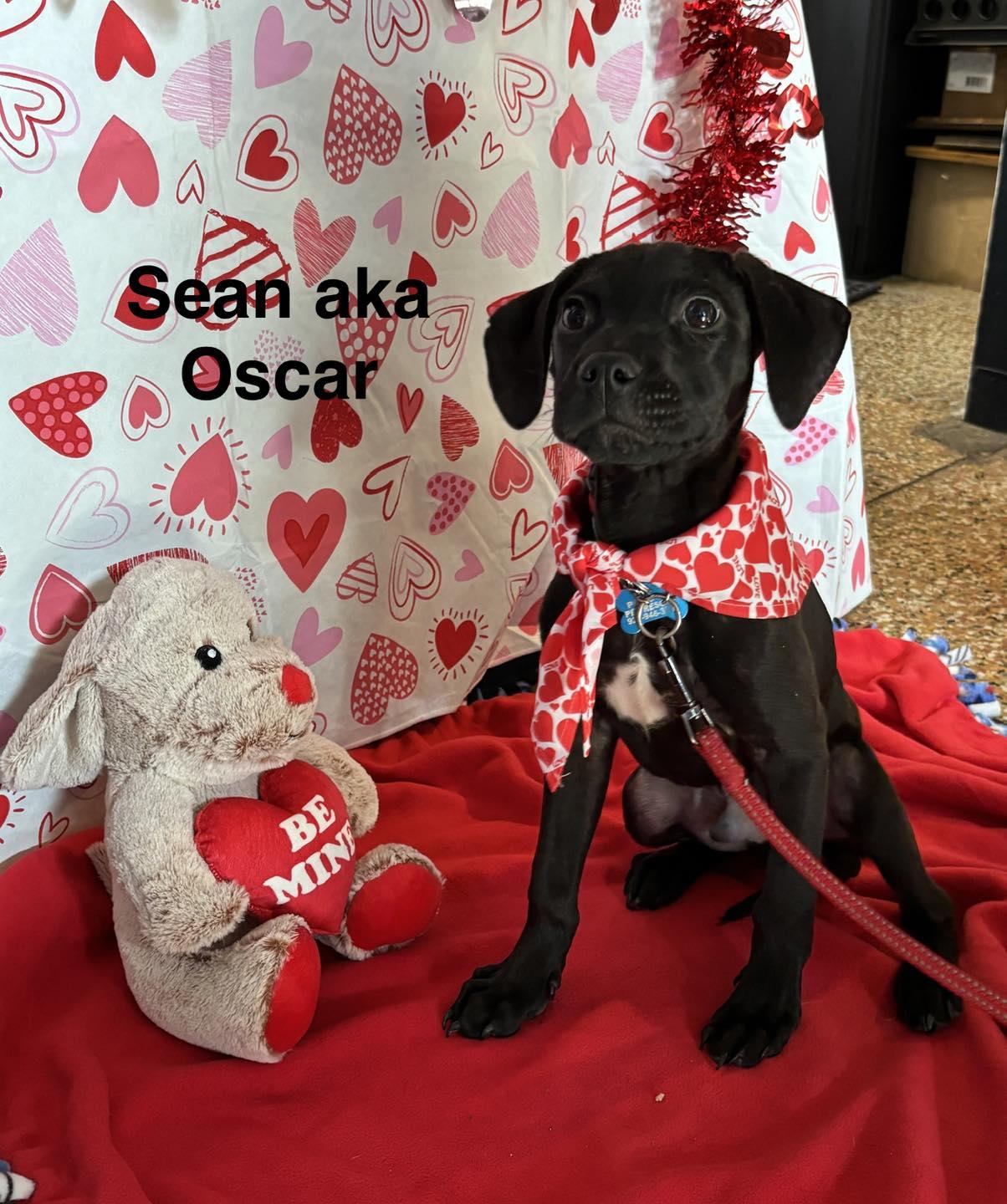 Oscar, Adoptable, Young Male Black Labrador Retriever.