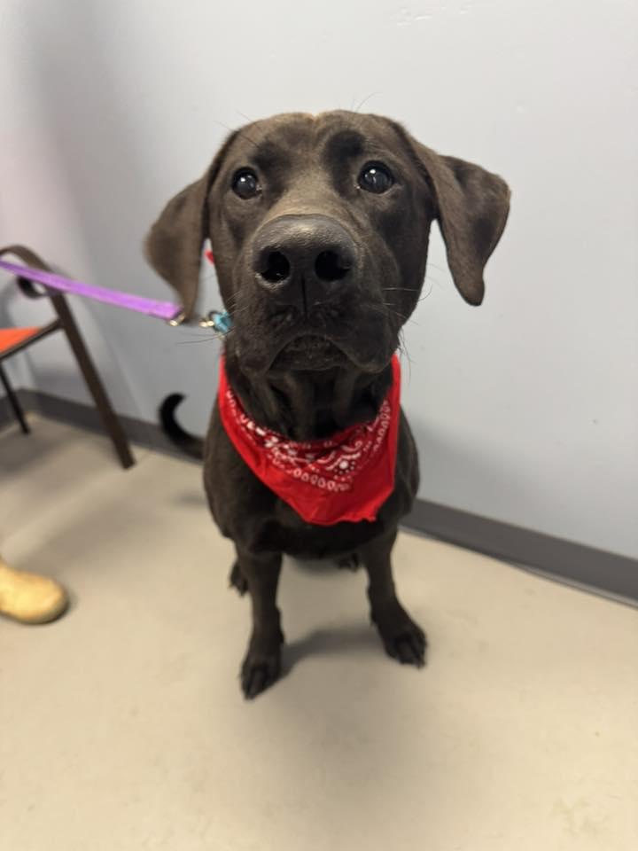 Flynn, a ADOPTABLE Black Labrador Retriever in Zanesville, OH image 1/2