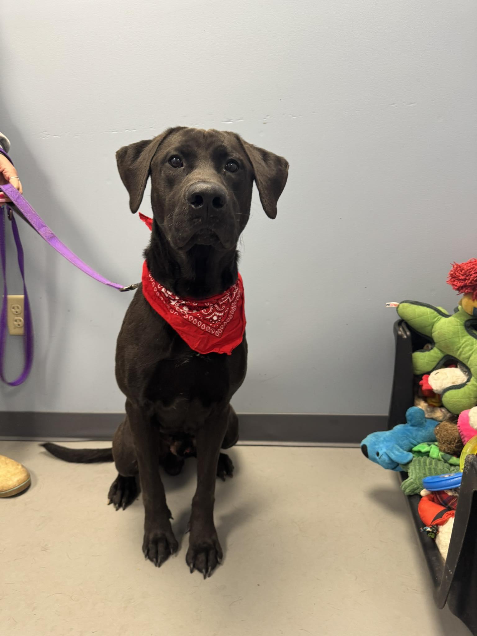 Flynn, a ADOPTABLE Black Labrador Retriever in Zanesville, OH image 2/2