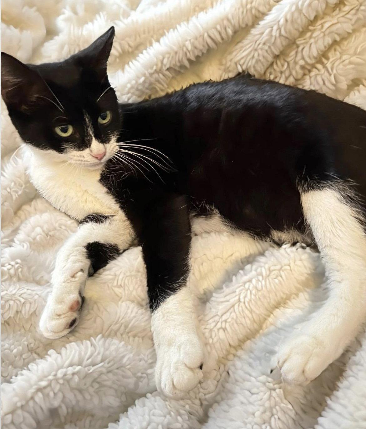 Mei Mei, Adopted, Young Female Tuxedo & Domestic Short Hair.