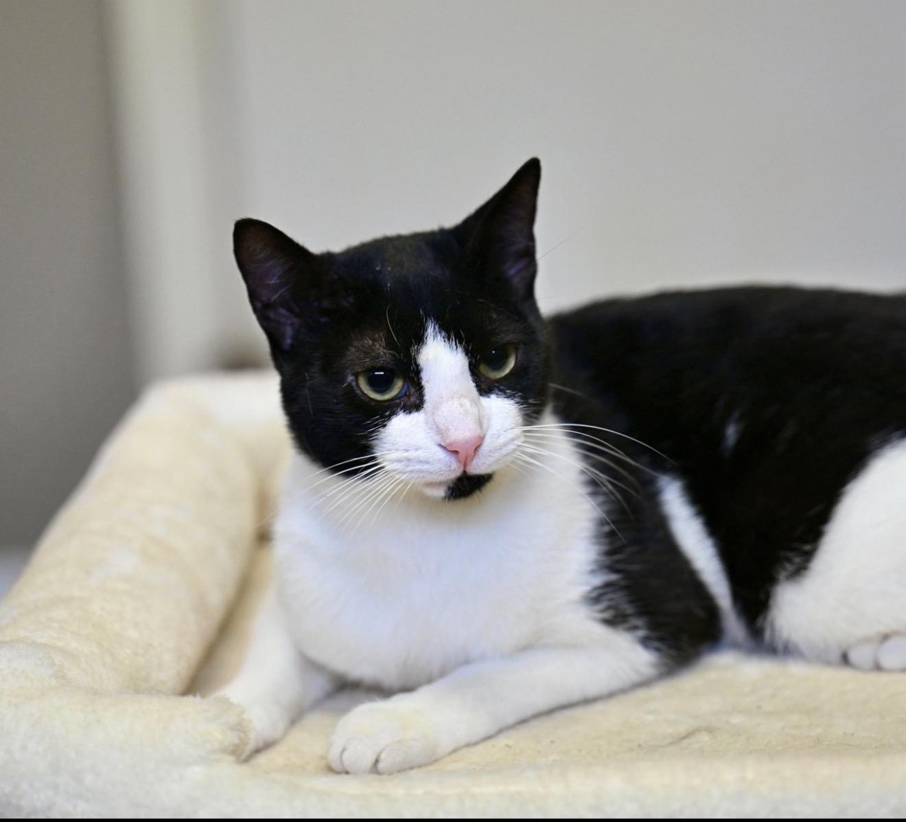 Enlarge Clyde - WAIVED ADOPTION FEE, a Adopted Tuxedo in Johnston, RI image 2/2