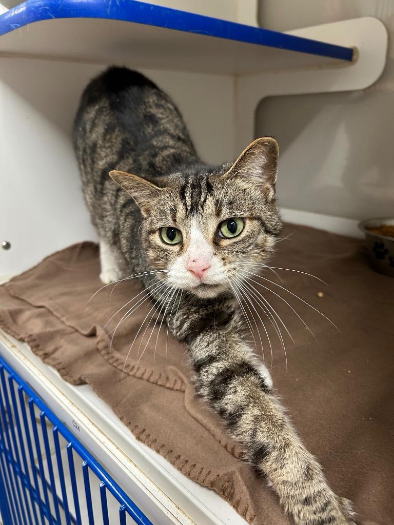 Lance, Adoptable, Adult Male Domestic Short Hair.