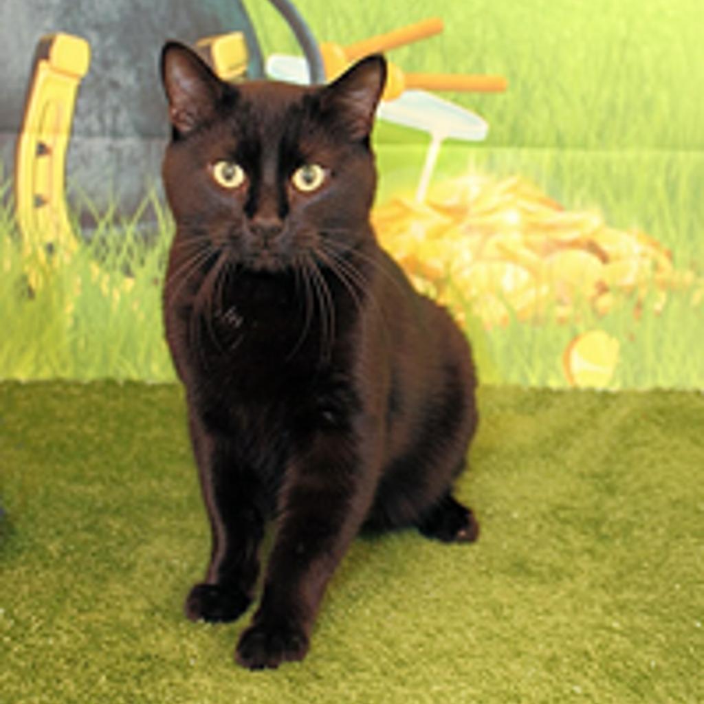 Enlarge Oswald, a Adoptable Domestic Short Hair in Glenwood Springs, CO image 1/5