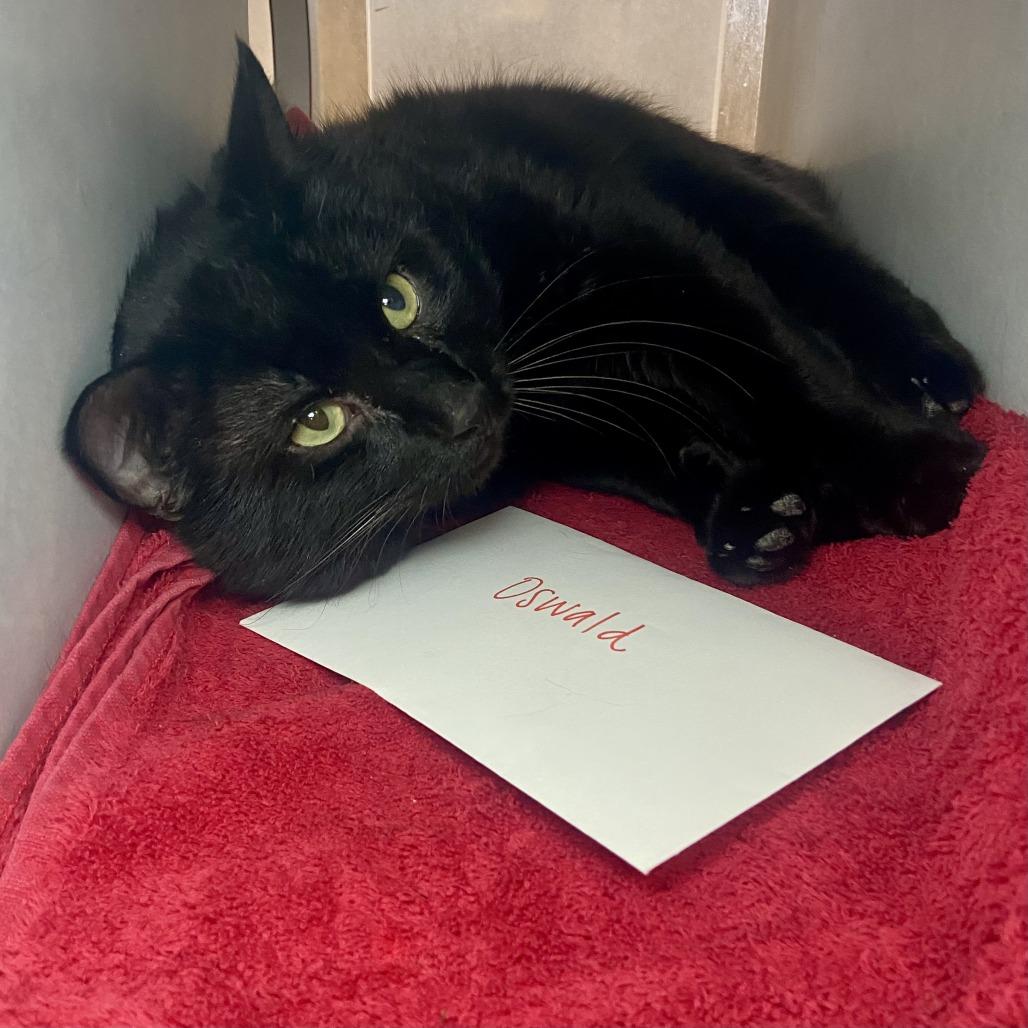 Enlarge Oswald, a Adoptable Domestic Short Hair in Glenwood Springs, CO image 2/5