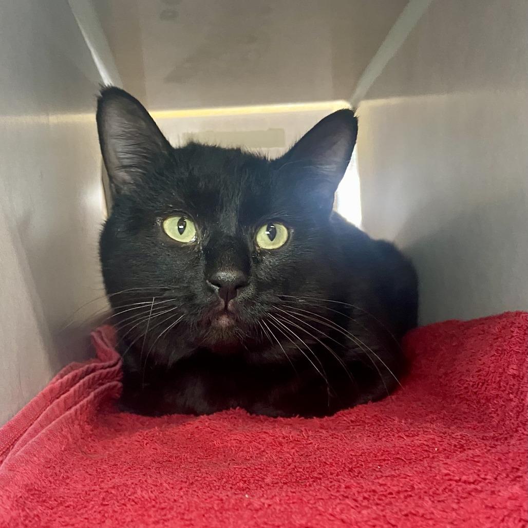 Enlarge Oswald, a Adoptable Domestic Short Hair in Glenwood Springs, CO image 3/5