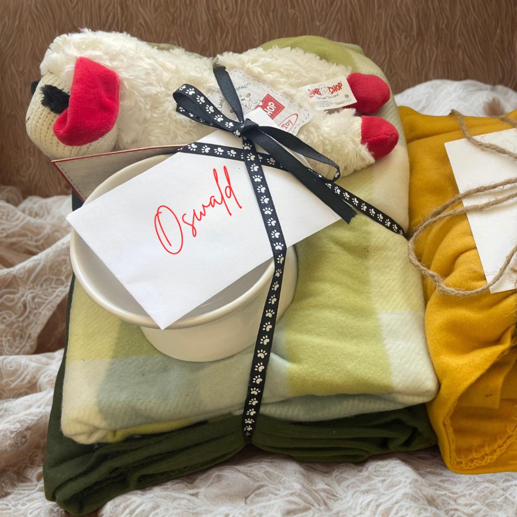 Enlarge Oswald, a Adoptable Domestic Short Hair in Glenwood Springs, CO image 4/5