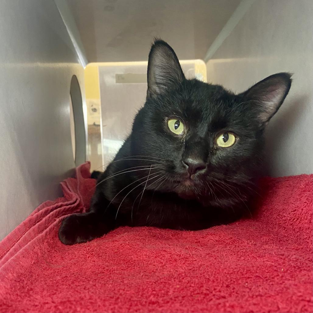 Enlarge Oswald, a Adoptable Domestic Short Hair in Glenwood Springs, CO image 5/5