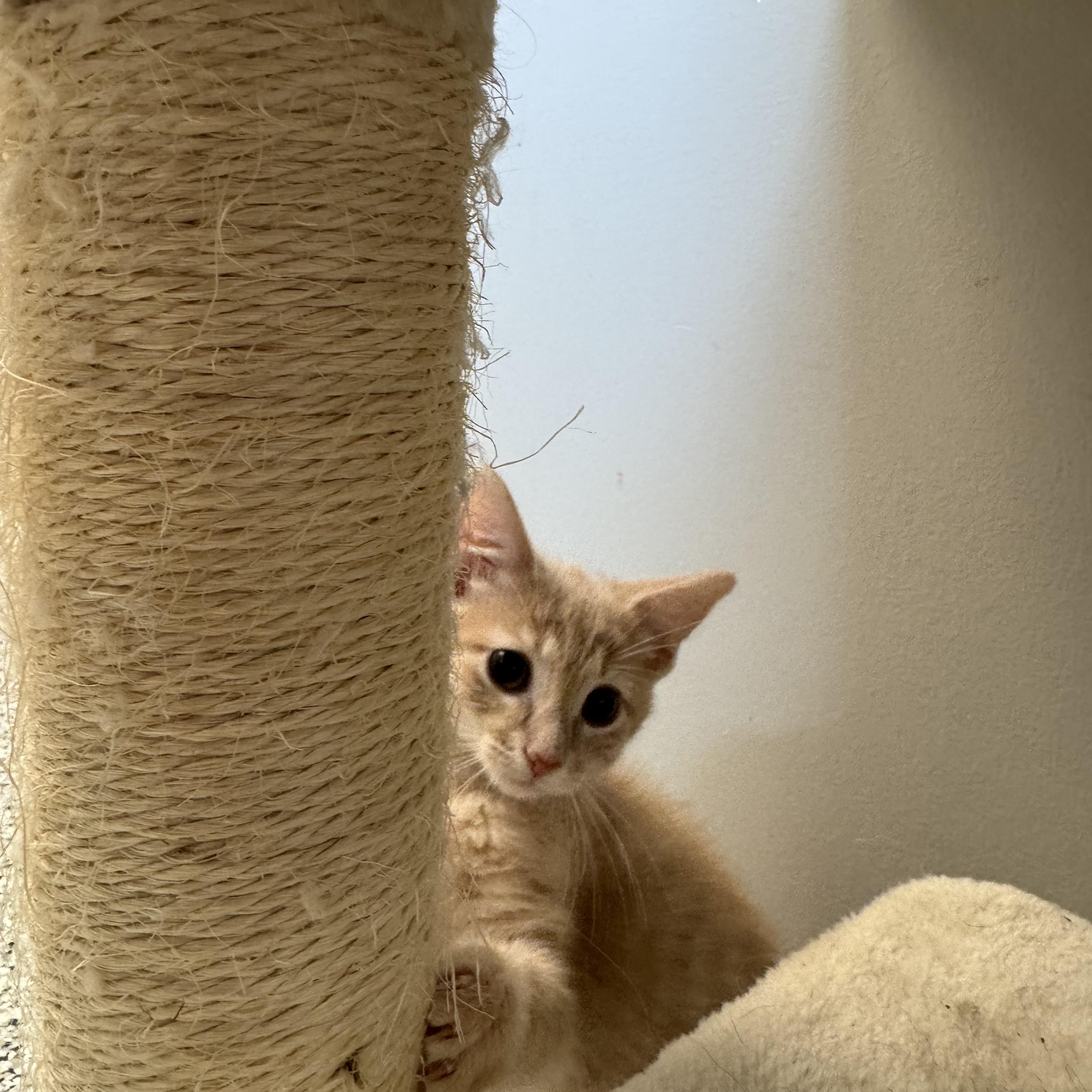 Indiana, an adopted Domestic Short Hair in Liberty, MO image 2/6